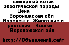 шикарный котик экзотической породы › Цена ­ 10 000 - Воронежская обл., Воронеж г. Животные и растения » Кошки   . Воронежская обл.